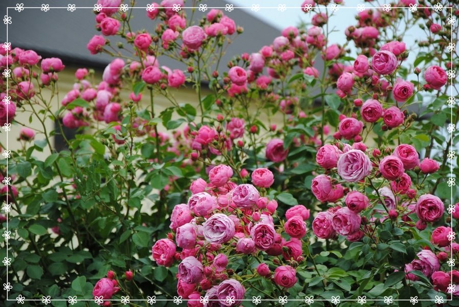 Pomponella róża rabatowa